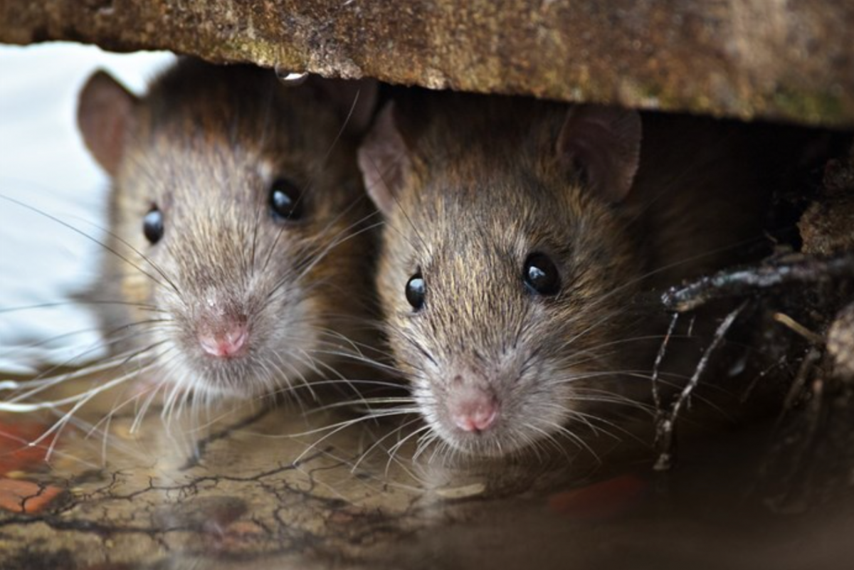 Homeowners Beware: Scratching Sound you Hear Could be Rats in the Roof